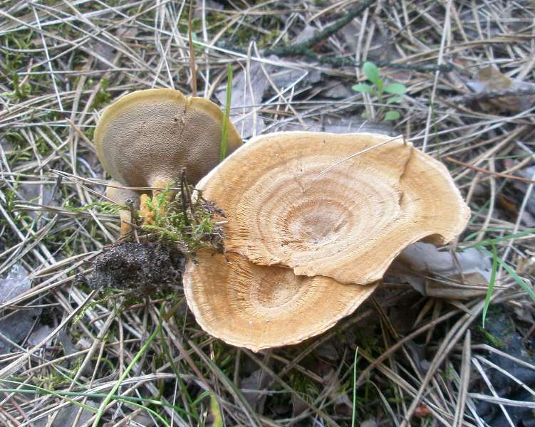 0_coltricia_perennis_1.jpg