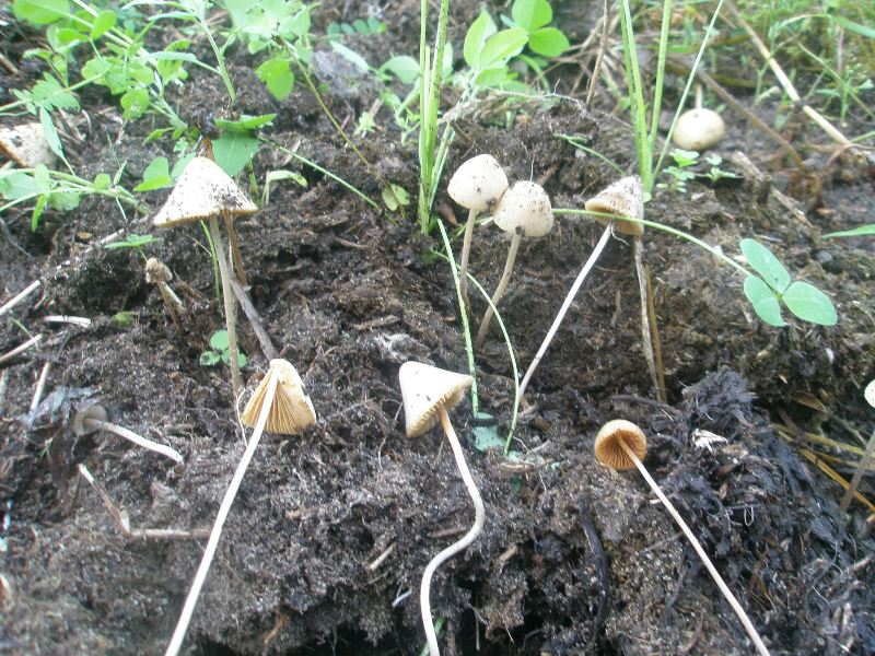 0_conocybe_sp.jpg