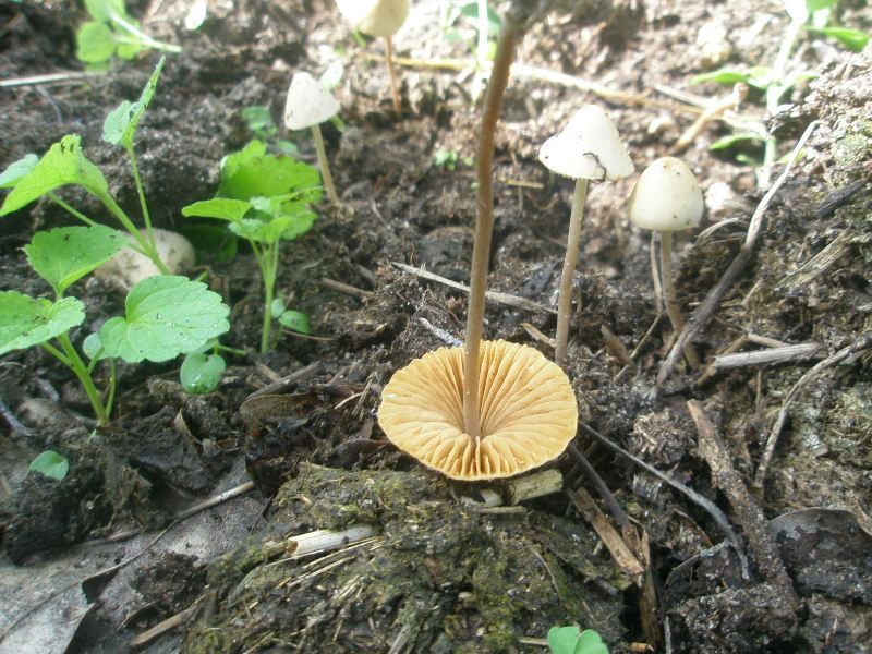 0_conocybe_sp1.jpg