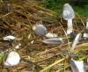 0_coprinus_cinereus_1a_t1.jpg