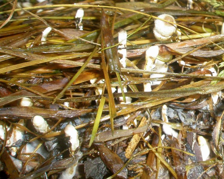 0_coprinus_cinereus_1b.jpg