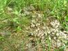 0_coprinus_disseminatus_1_t1.jpg