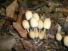 0_coprinus_mycaceus_1_t1.jpg