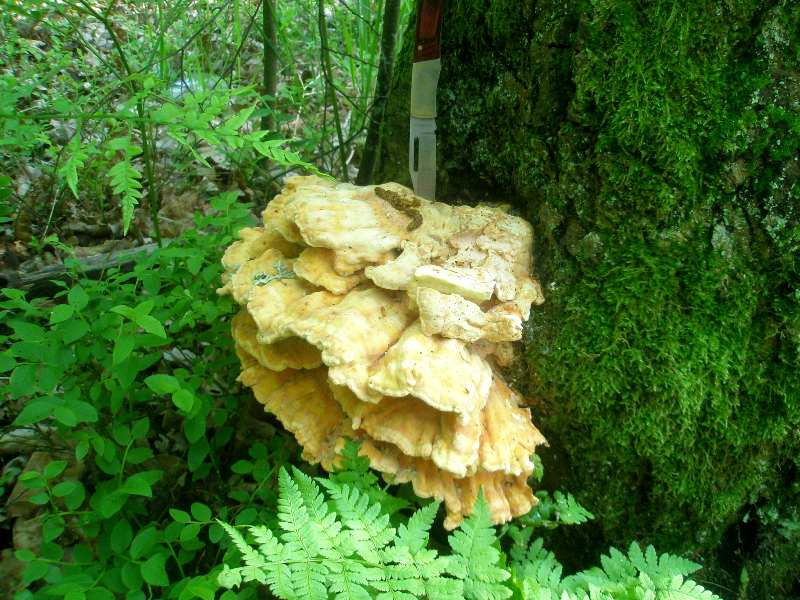 0_laetiporus_sulphureus_1.jpg