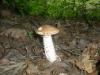 0_leccinum_scabrum_t1.jpg