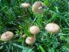 0_marasmius_oreades_1_t1.jpg