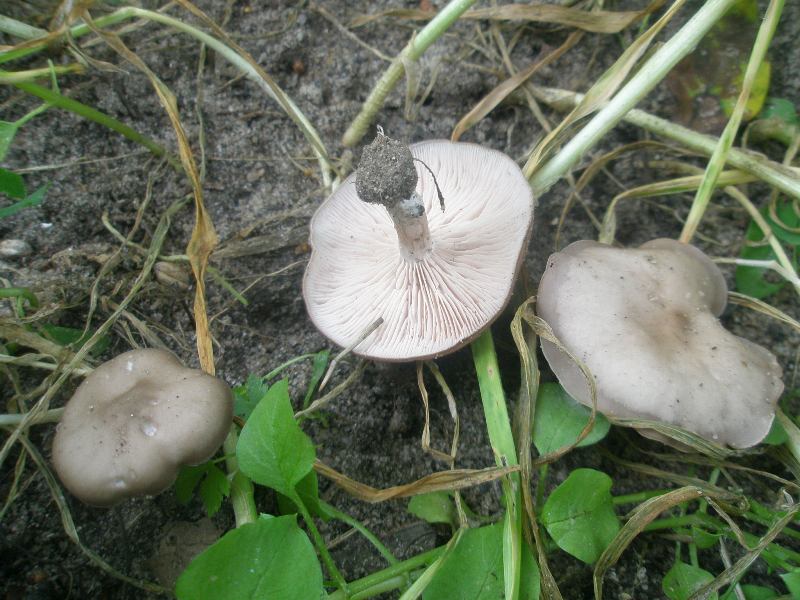 0_melanoleuca_sp.jpg