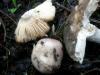 0_russula_grisea_1_t1.jpg