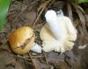 0_russula_lutea_1_t1.jpg