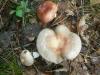 0_russula_vesca_1_t1.jpg