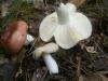 0_russula_vesca_2_t1.jpg