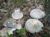 0_russula_virescens_1_t1.jpg