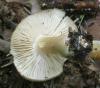 13megacollybia_platyphylla_2_t1.jpg