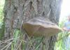 17phellinus_sp_1_t1.jpg