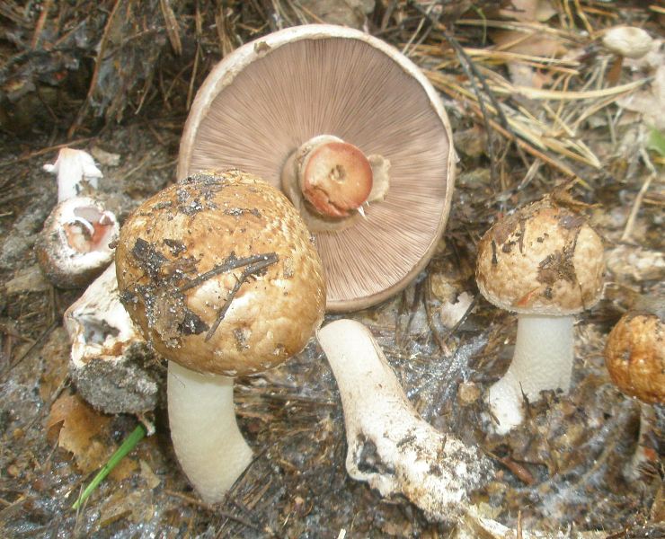 1_agaricus_silvaticus_1a.jpg