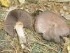 1_agaricus_silvaticus_2_t1.jpg