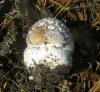 1_amanita_pantherina_0_t1.jpg