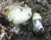 1_amanita_phaloides_t1.jpg