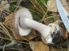 1_amanita_porphyria_1_t1.jpg