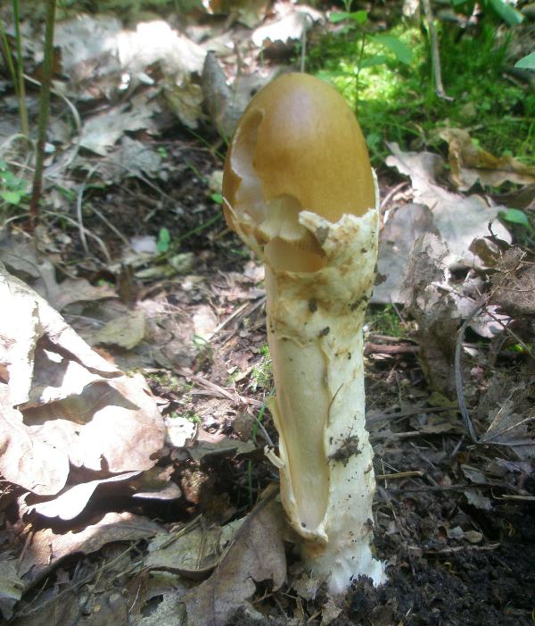 1_amanitopsis_fulva_1.jpg