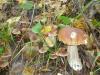 1_boletus_edulis_minicortinarius_t1.jpg