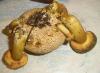 1_boletus_parasiticus_1b_t1.jpg