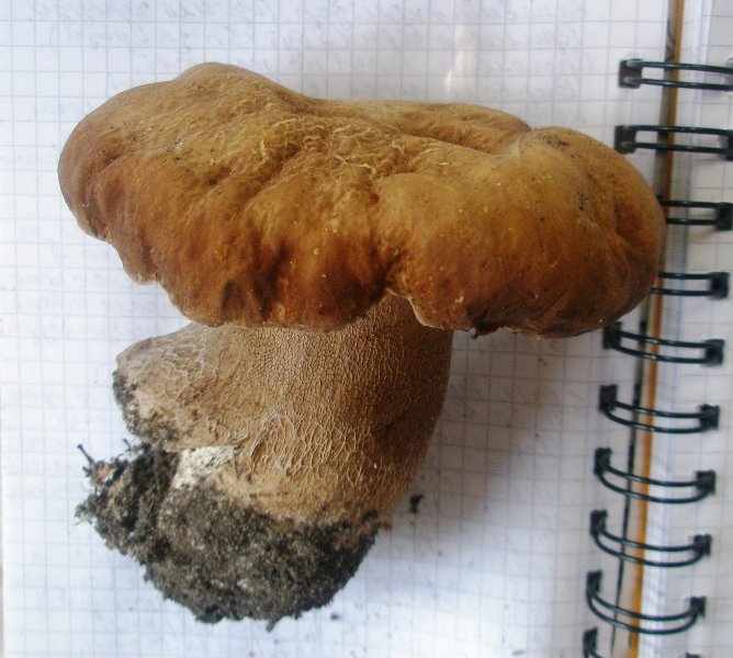 1_boletus_reticulatus_1.jpg