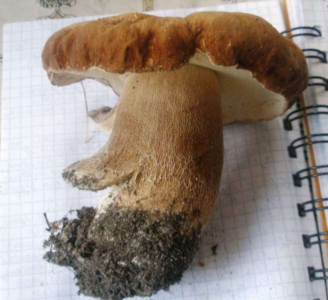 1_boletus_reticulatus_1a.jpg