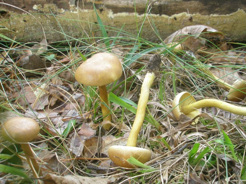 1_callistosporium_xanthophyllum.jpg