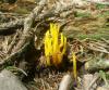 1_calocera_viscosa_2_t1.jpg