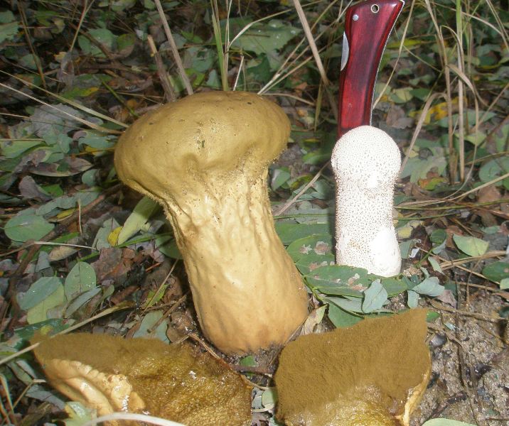 1_calvatia_exipuliformis_1.jpg