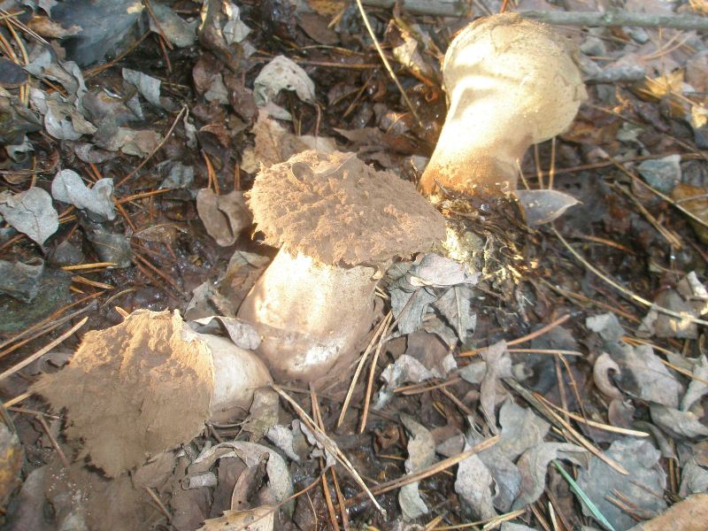 1_calvatia_exipuliformis_2.jpg