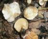 1_clitocybe_cerrusata_t1.jpg