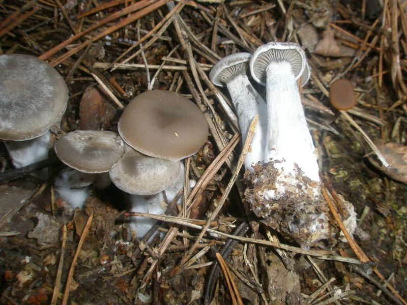 1_clitocybe_ditopus.jpg