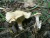 1_clitocybe_geotropa_1_t1.jpg