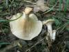1_clitocybe_geotropa_1a_t1.jpg