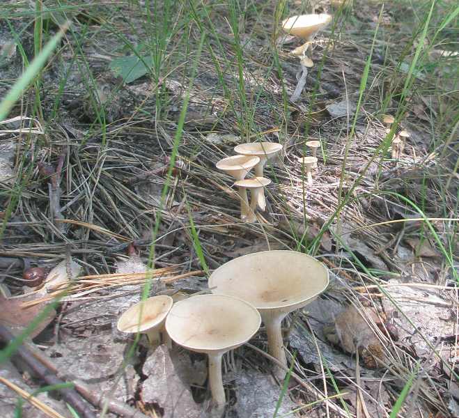 1_clitocybe_gibba_1.jpg