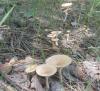 1_clitocybe_gibba_1_t1.jpg