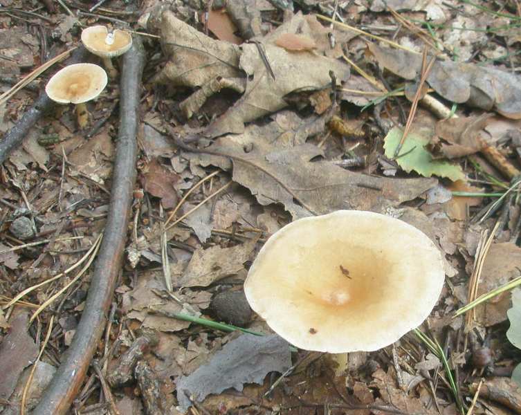 1_clitocybe_infundibuliformis_1.jpg