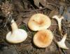 1_clitocybe_inversa_1_t1.jpg