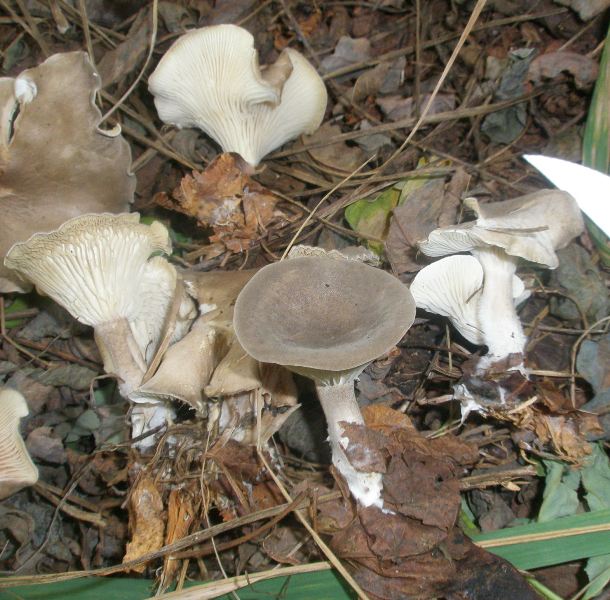 1_clitocybe_sp_2.jpg