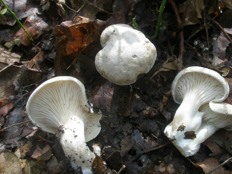 1_clitopilus_prunulus.jpg
