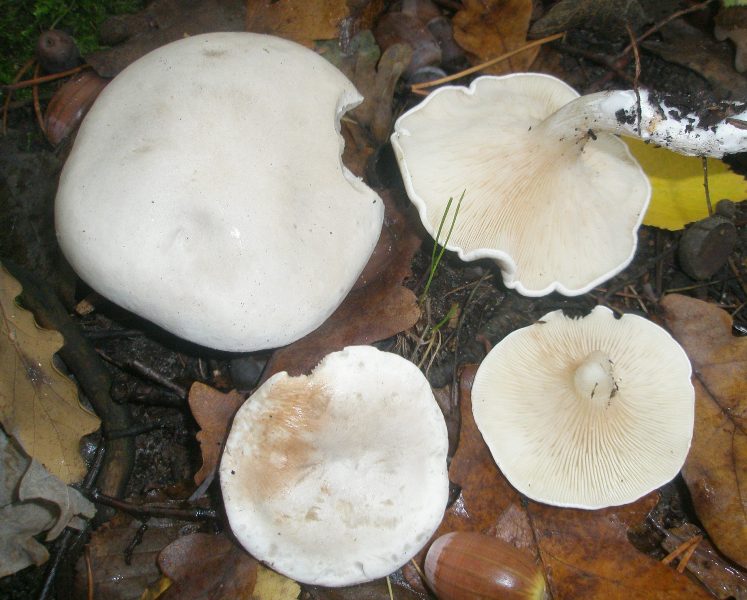 1_clitopilus_prunulus_1_1.jpg