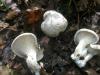1_clitopilus_prunulus_t1.jpg
