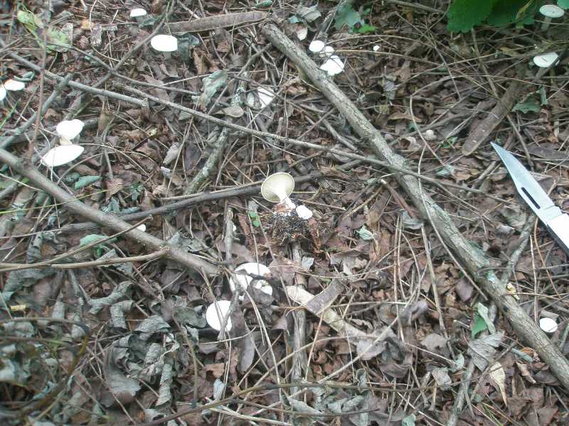 1_clitopilus_sp_1a.jpg