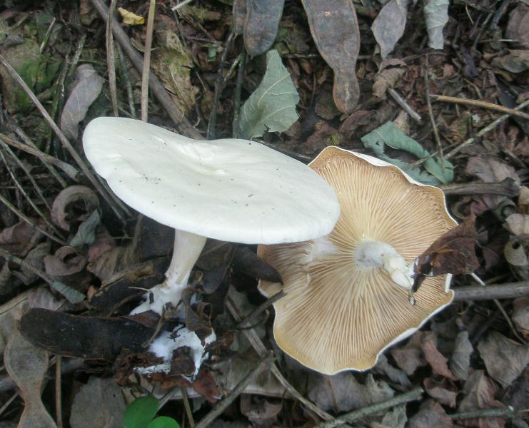 1_clitopilus_sp_1b.jpg