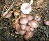 1_collybia_acervata_1_t1.jpg