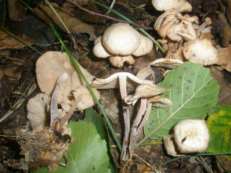 1_collybia_confluens.jpg