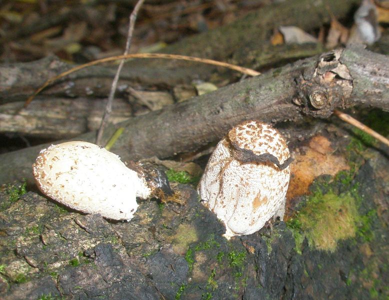 1_coprinus_sp_1d.jpg