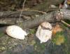 1_coprinus_sp_1d_t1.jpg